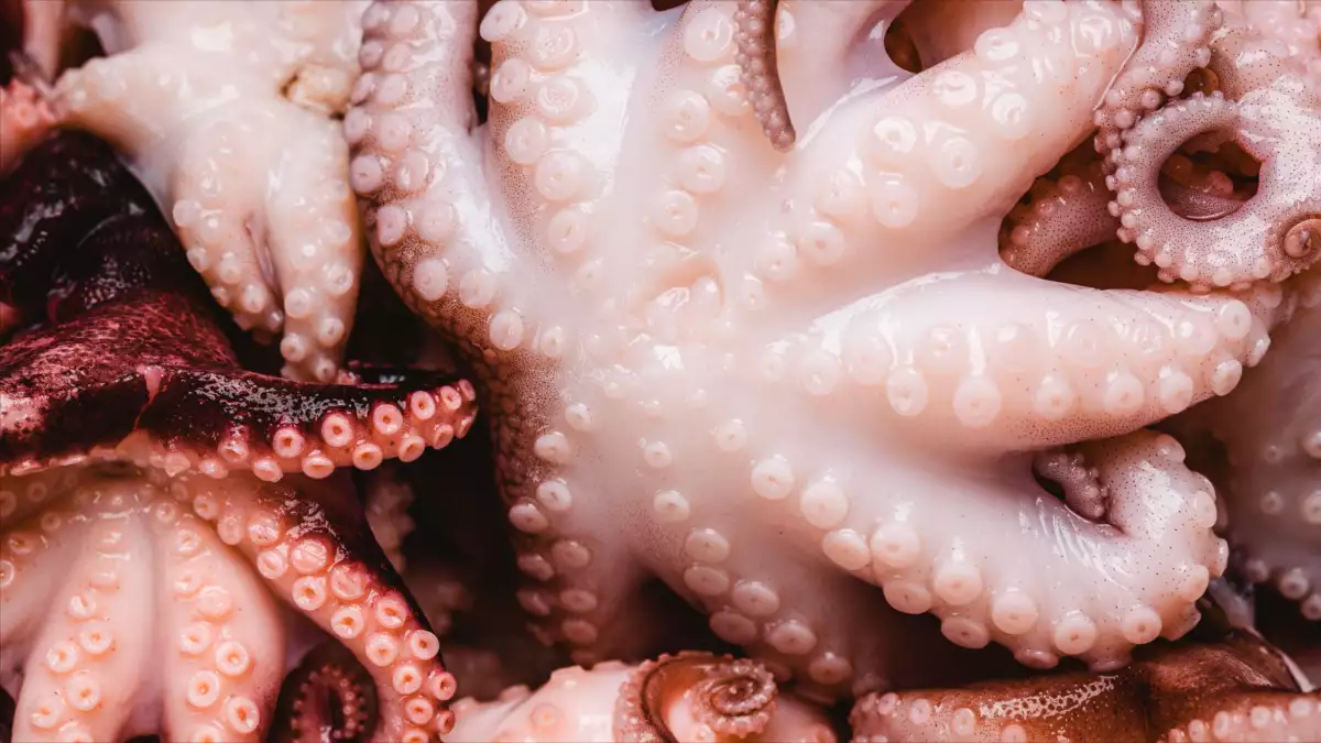 Wissen Sie, warum man beim Kochen von Tintenfisch einen Korken in die Pfanne legt?