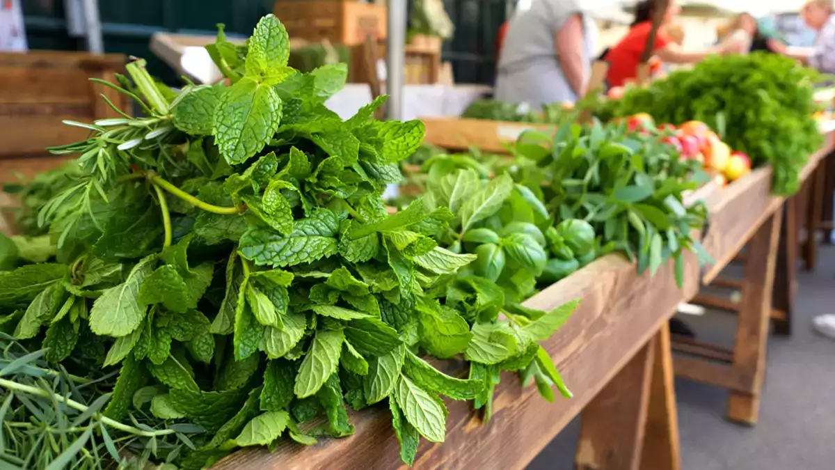 Minze ist nicht gleich Minze: Entdecken Sie die 4 am häufigsten verwendeten Sorten und machen Sie keine Fehler mehr bei Ihrem Tee und Ihren Rezepten