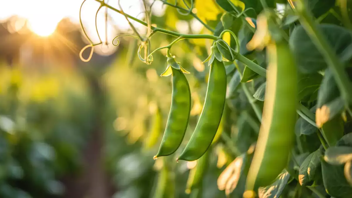 Wie kocht man Zuckerschoten ganz einfach? Alle Tipps, um sie knackig und schmackhaft zu halten