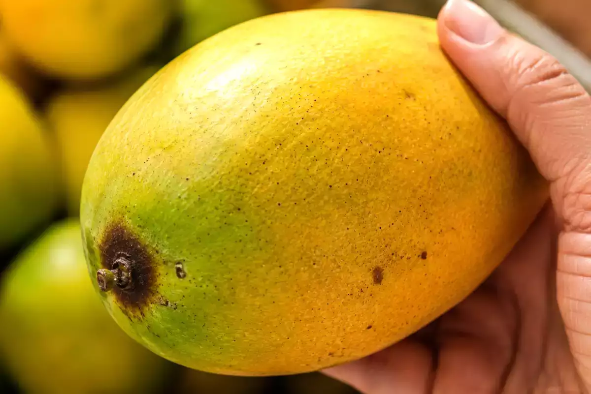 Fast jeder wählt auf dem Markt die falschen Mangos aus und merkt den Fehler erst, wenn er zu Hause ist