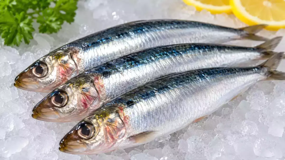 Woran erkennt man, dass eine Sardine nicht mehr gut ist? Die Anzeichen, die Sie niemals ignorieren sollten
