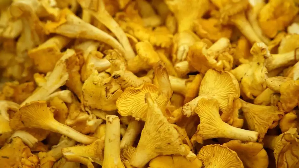 Frische Pfifferlinge: Wie bereitet man sie zu und gart sie, ohne dass sie matschig werden?