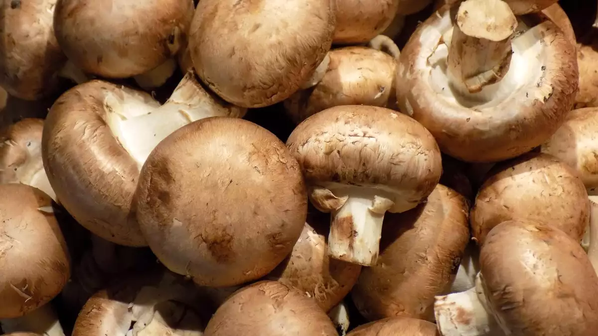 Der einfache Trick, mit dem Pilze länger frisch bleiben