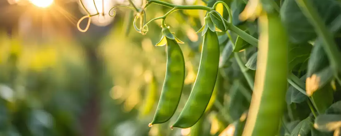 Wie kocht man Zuckerschoten ganz einfach? Alle Tipps, um sie knackig und schmackhaft zu halten