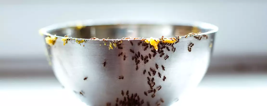 Omas beste Tipps, um Ameisen in der Küche loszuwerden