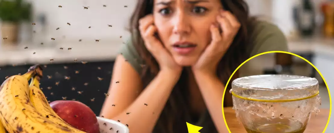 Wie man Küchenmücken in einer Nacht loswird: das natürliche Mittel (ohne chemische Sprays)