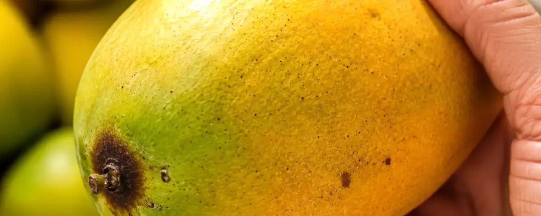 Fast jeder wählt auf dem Markt die falschen Mangos aus und merkt den Fehler erst, wenn er zu Hause ist