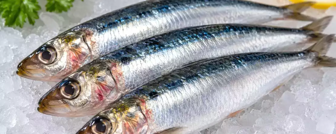 Woran erkennt man, dass eine Sardine nicht mehr gut ist? Die Anzeichen, die Sie niemals ignorieren sollten