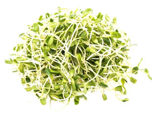 Samen keimen lassen: die kleine, ultraleichte Frühlingsgeste