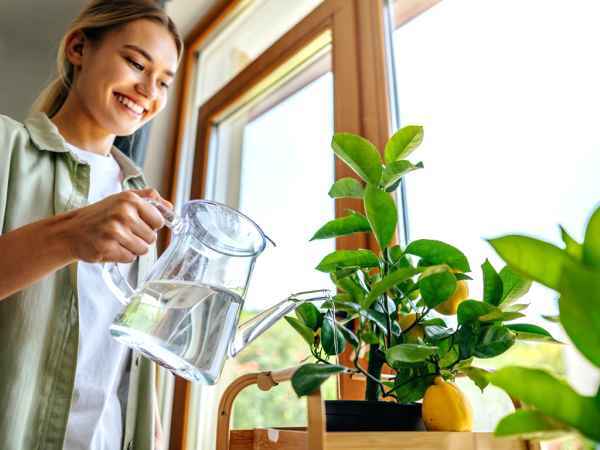 Wie man einen Zitronenbaum zu Hause pflanzt und pflegt (auch in einer Wohnung!)