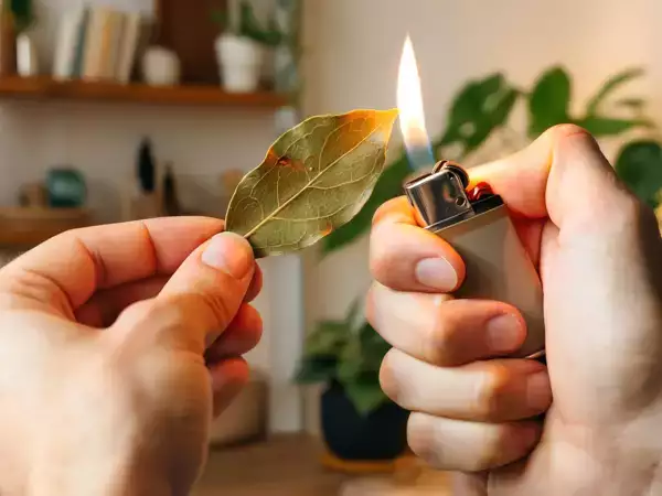 Es klingt mystisch, aber es ist magisch: Was passiert mit Ihrem Körper, wenn Sie verbrannten Lorbeer einatmen?