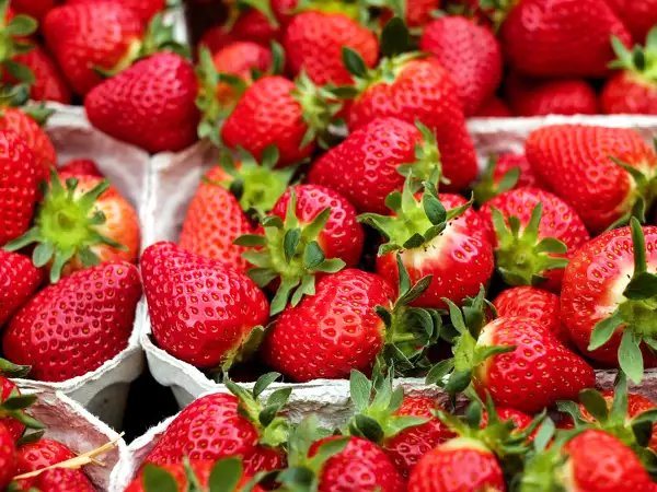 Dank dessen können Sie Ihre Erdbeeren länger aufbewahren!