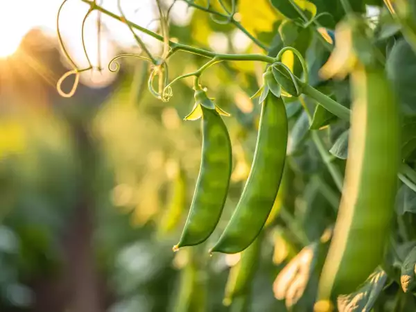 Wie kocht man Zuckerschoten ganz einfach? Alle Tipps, um sie knackig und schmackhaft zu halten