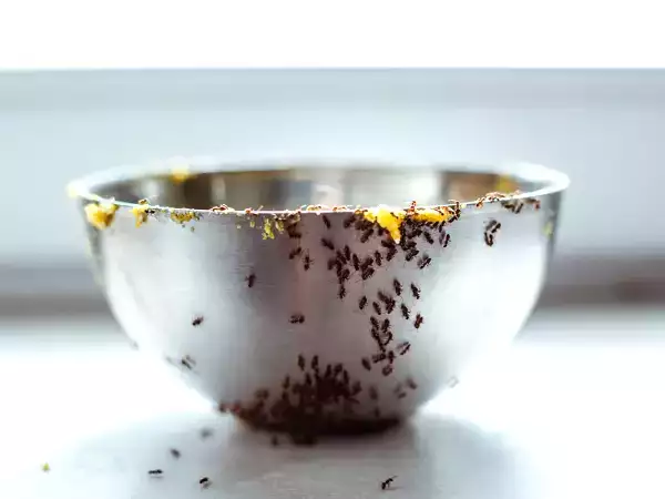 Omas beste Tipps, um Ameisen in der Küche loszuwerden