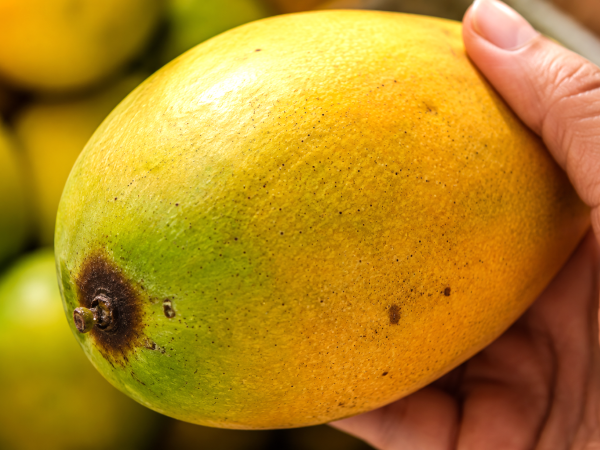 Fast jeder wählt auf dem Markt die falschen Mangos aus und merkt den Fehler erst, wenn er zu Hause ist