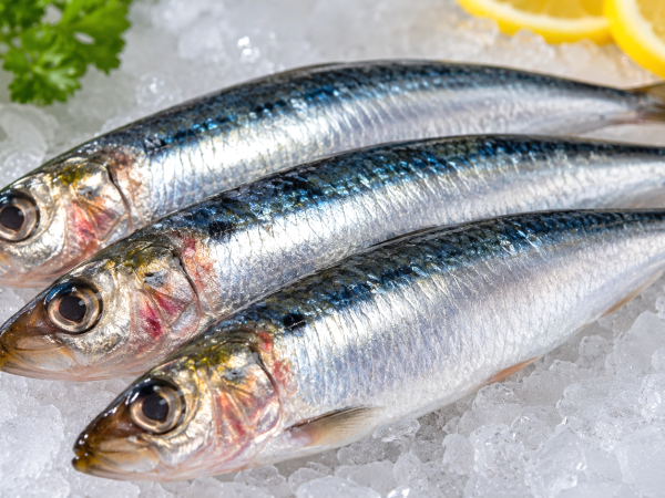 Woran erkennt man, dass eine Sardine nicht mehr gut ist? Die Anzeichen, die Sie niemals ignorieren sollten
