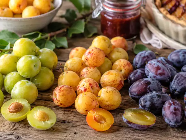 Reines-Claudes, Mirabellen, Quetschen: Welche Pflaumen sollte man je nach Rezept wählen?