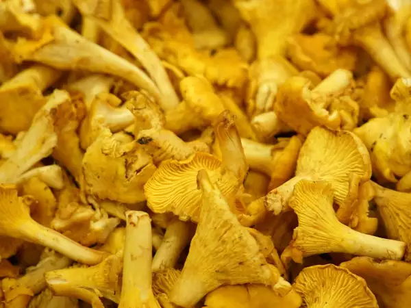 Frische Pfifferlinge: Wie bereitet man sie zu und gart sie, ohne dass sie matschig werden?