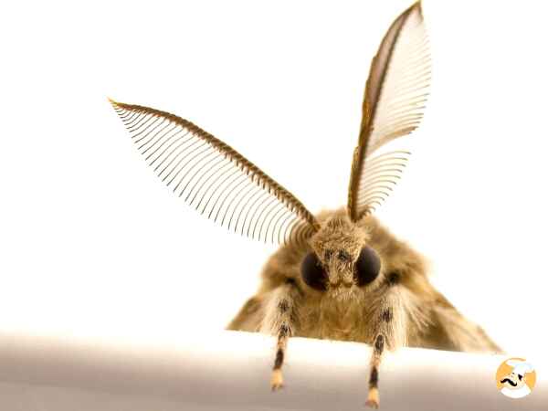 Wie man einen Mottenbefall in der Küche loswird: Tipps, die wirklich funktionieren