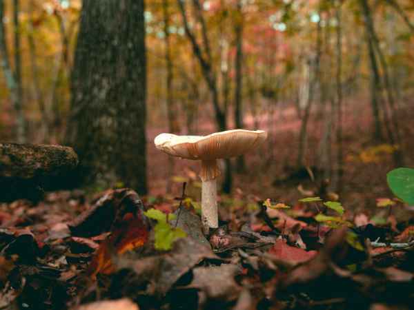 Pilze sammeln: 10 Tipps für eine erfolgreiche Ernte