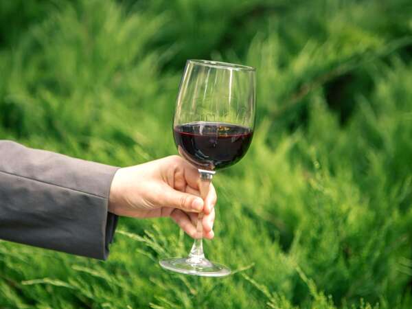 Veganer Wein: Was ist das, wie wird er hergestellt und warum findet er immer mehr Anhänger?