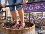 Artikel: GrapeFest turns 40 Thursday: plan Texas wines, tastings and grape stomping first