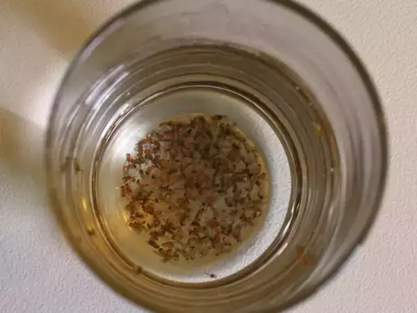 Rezept Massenmörderin