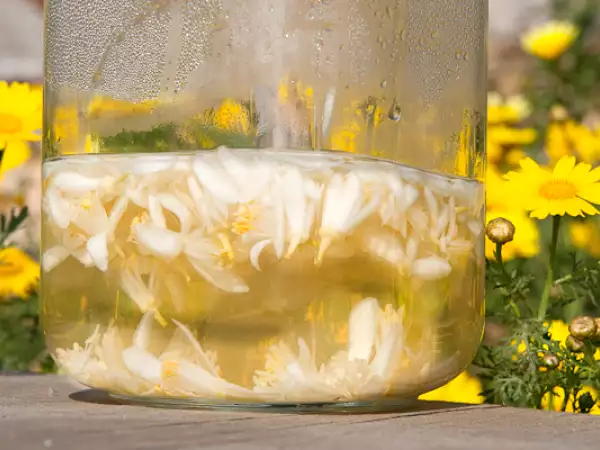 Rezept Orangenblütenwasser