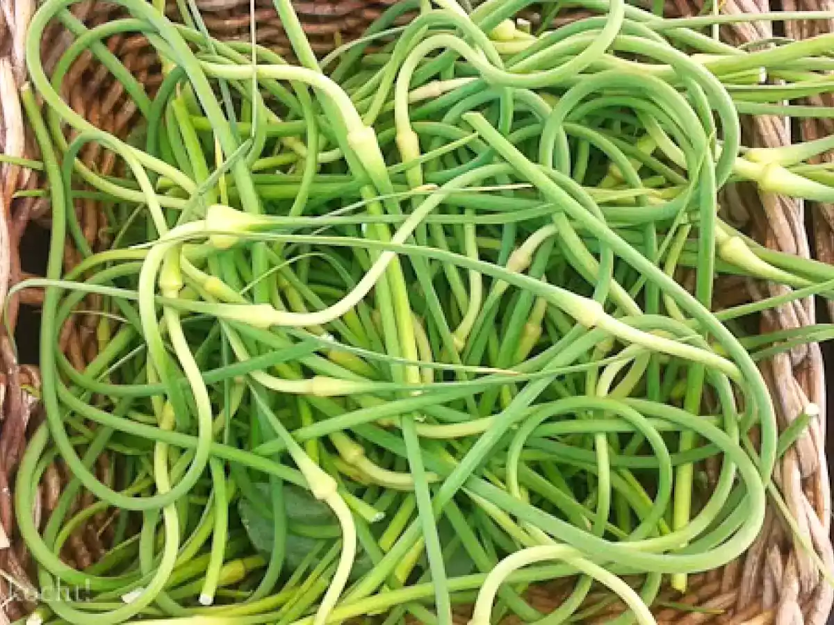 Knoblauchknospen