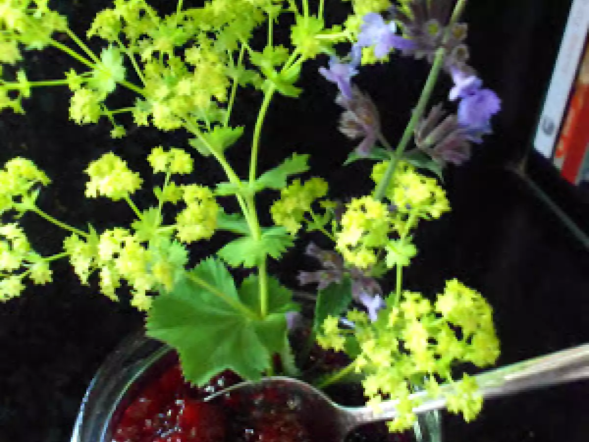 Schattenmorellen ~ Chutney